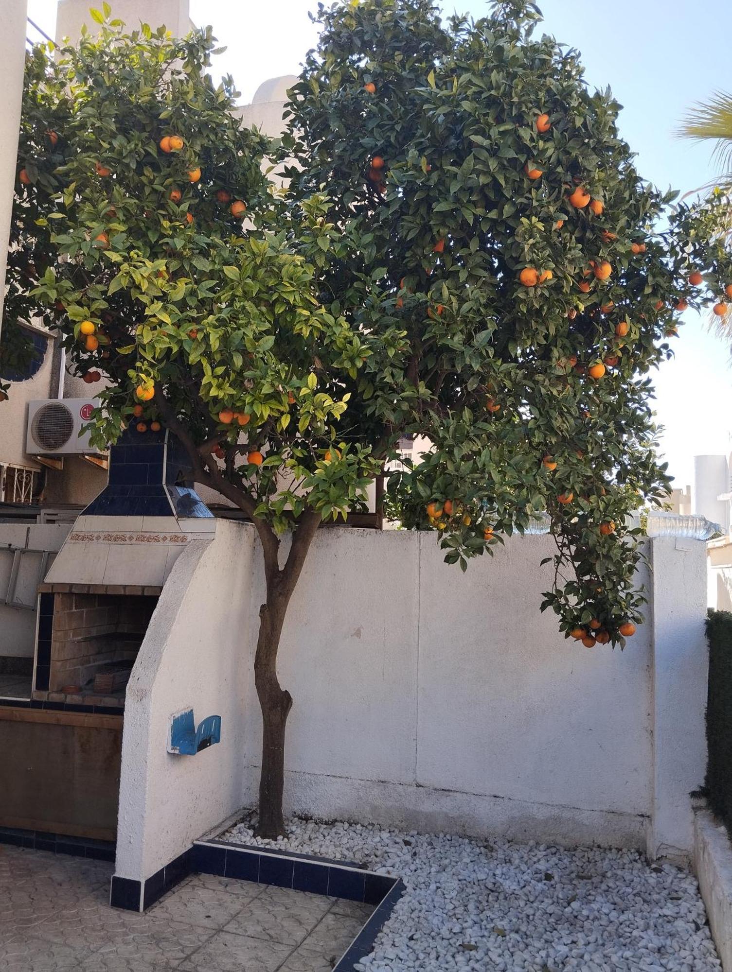 Z&R - Alcyone Villa Torrevieja Dış mekan fotoğraf